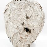 Bald Faced Hornets Nest