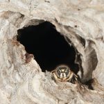 Bald Faced Hornets Nest