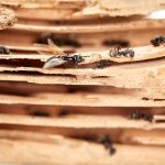 Carpenter Ants