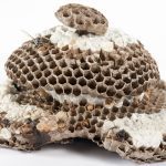Hornets Nest