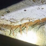 Termite Damage
