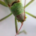 Preying Mantis