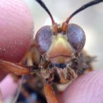 Bald Faced Hornet