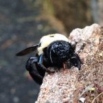 Female Carpenter Bee