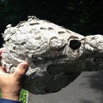 Bald Faced Hornets Nest