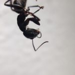 Carpenter Ant