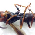 Carpenter Ant